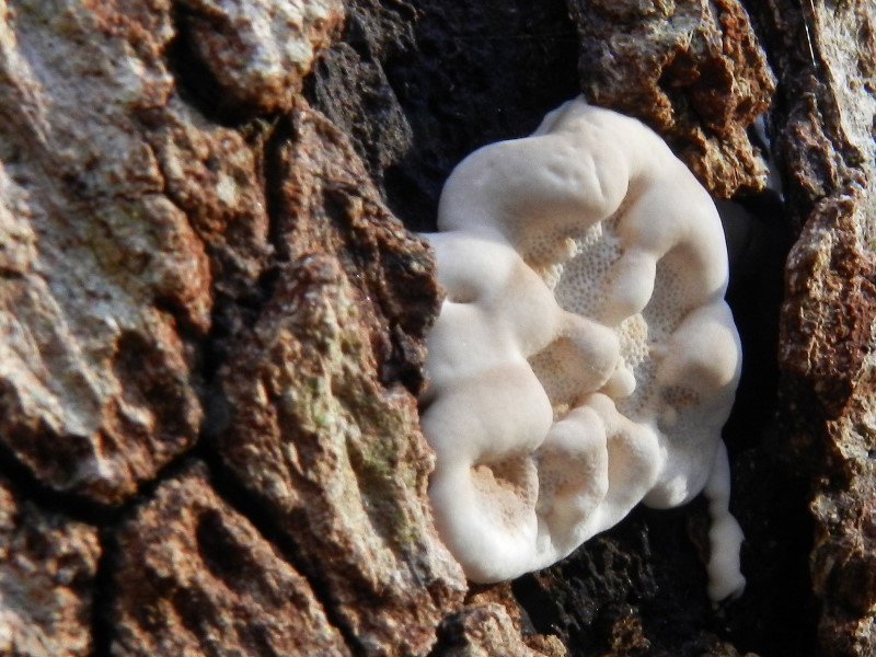 Bottoni ?? (Trametes versicolor)